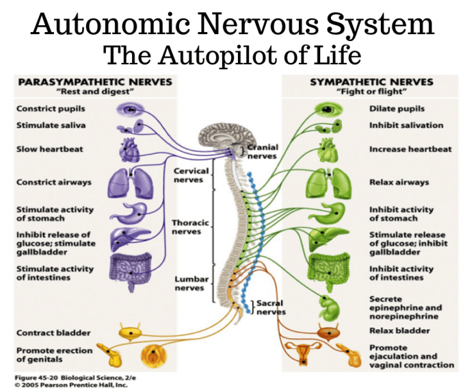 Diagram showing the functions of the autonomic nervous system. The parasympathetic nerves constrict pupils, stimulate saliva, slow heartbeat, constrict airways, stimulate activity of stomach, inhibit the release of glucose, stimulate the gallbladder, stimulate the activity of intestines, contract bladder and promote erection of genitals. The sympathetic nerves dilate pupuls, inhibit salivation, increase heartbeat, relax airways, inhibit activity of stomach, stimulate the release of glucose, inhibit gallbladder, inhibit activity of intestines, secrete epinephrine and norepinephrine, relax bladder and promote ejaculation and vaginal contraction.